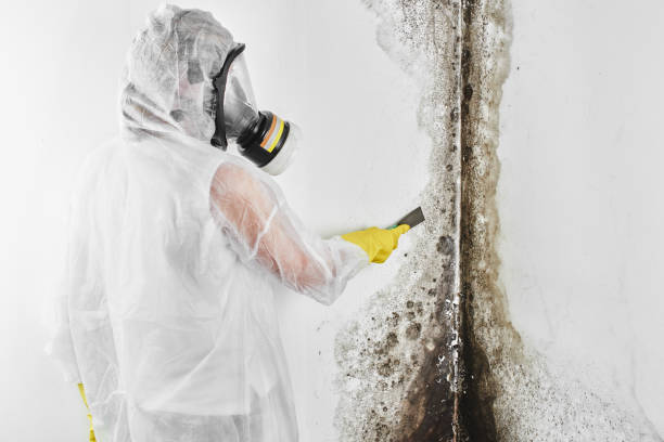 Best Attic Mold Removal  in Waialua, HI