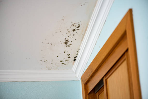 Certified Mold Removal in Waialua, HI