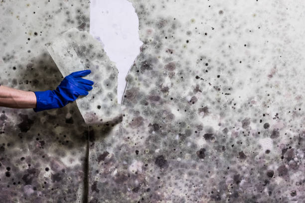 Best Mold Testing  in Waialua, HI