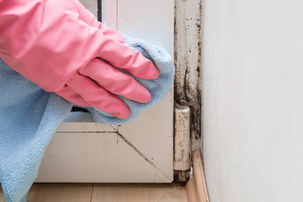 Best Best Mold Removal Companies  in Waialua, HI
