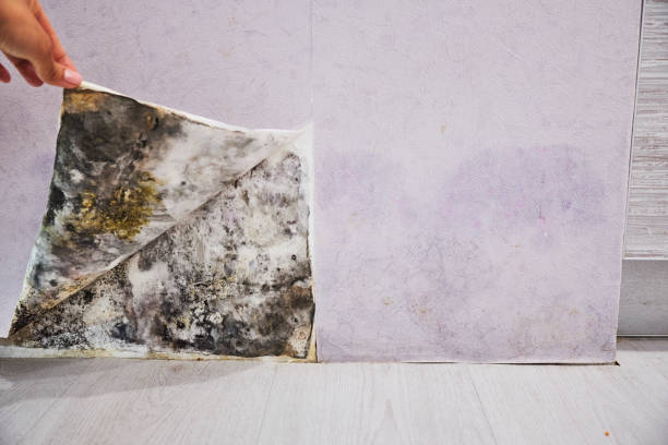 Best Toxic Mold Removal  in Waialua, HI